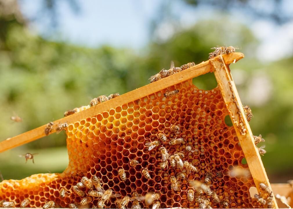 Honeybees deserve royal treatment